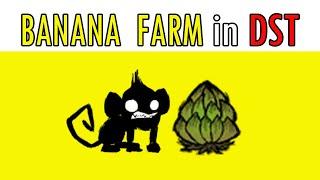 Banana Farm in DST (+nightmare fuel,morsel,beard farm)