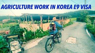 Agriculture work in korea || E9 visa || Korea village life || PS VLOG