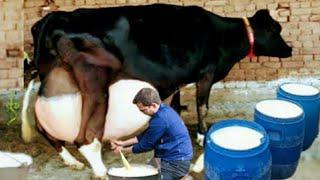 Highly Milking Biggest Udder Girlando Cow 127 Litters Milk Per Day |Girlando Cow Farming Documentary