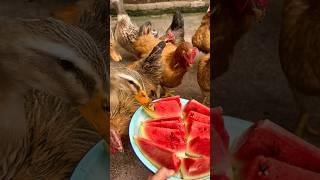 Chicken Feeding Watermelon #chicken #chickenfeed #chickenfarm #poultryfarm #poultrylife #wildlife