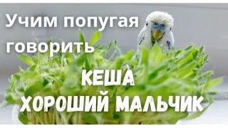 Учим попугая говорить Кеша хороший мальчик