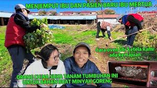 MENANAM TANAMAN UNTUK MINYAK GORENG DAN MENJEMPUT IBU MERTUA