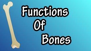 Functions Of Bones In The Body - What Do Bones Do - Bones Support The Body, Provide Protection