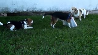 Hounds Play At Pawzitive FX Pet Sitting, Sept 22/15