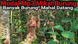 jelajahi hutan sumatra mikat burung yang datang burung mahal semua