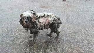 Tired and hungry, her fur covered in mud, she wandered the road in search of food and shelter