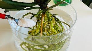 If the orchid ROOTS have rotted, do this / FEW people know this method orchid rooting