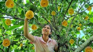 Harvest ripe Sour ears go to Market sell - Preserve Sour ears for long-term use | Tran Thi Huong