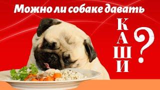 Каши. Можно ли давать каши собаке? Важные моменты по кашам!