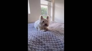 westie budi on bed