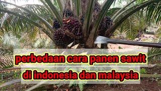 Cara panen sawit di Indonesia dan malaysia