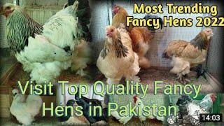 Visit Top Fancy Hens In Pakistan | Ring Birds Chicken | Brahma Big Roosters | Fancy Eggs Available