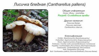 Лисичка бледная (Cantharellus pallens)