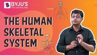 The Human Skeletal System I Class 6 I Learn with BYJU'S