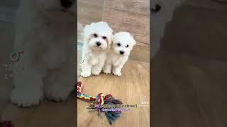 Maltese Singapore Puppy 88 Euro Pets Call 81352277 #maltese #maltesedog #malteseofinstagram #viral