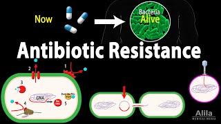 Antibiotic Resistance, Animation