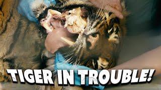 A Huge Bone Gets Stuck in an Adult Tiger’s Mouth! Fota Into The Wild | Nature Bites