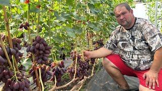 #24/11 Гомель. В гостях на винограднике Александра Дубовского. Беларусь.