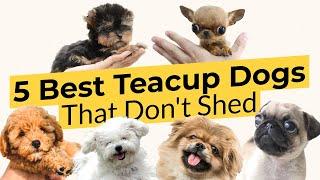 5 Best Teacup Dogs That Don't Shed 