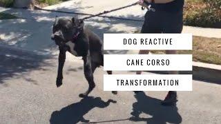 Dog Training Transformation - Leash Aggressive Cane Corso