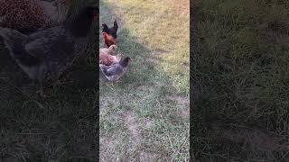 Young Chickens Find a Snake