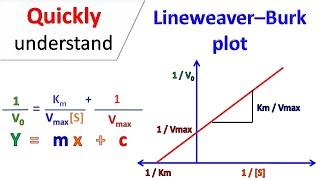 Lineweaver Burk plot