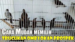 CARA MEMILIH TRUCUKAN OMBYOKAN PROSPEK || CARA MEMILIH TRUCUKAN OMBYOKAN PROSPEK