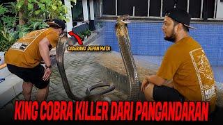 NEKAT TAKLUKKAN KING COBRA GANAS PANGANDARAN‼️PANJI NYARIS JADI KORBAN