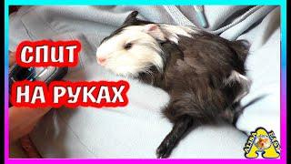 Самая РУЧНАЯ морская свинка / СПАСЕНИЕ морской свинки / хомки / Alisa Easy Pets