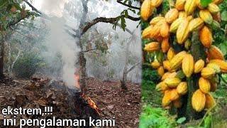 di bakarin,!!! ini caranya agar kebun kakao berbuah lebat || memperbaiki kebun kakao yang rusak