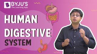 Human Digestive System And Digestion