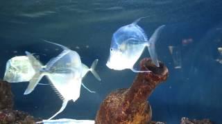 Monaco Oceanographic Museum- Aquarium: Selene Vomer look down fish