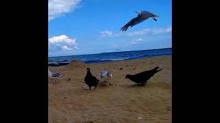 Beautiful Sea View Feeding Cute Pigeons Seagulls Cute Birds Natural sound