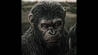 Caesar [Planet of the Apes] CAESAR LOVE HUMANS #planetoftheapes #caesar #koba #apes