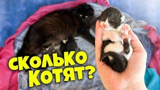 Беременная кошка рожает! Сколько котят родилось / SANI vlog
