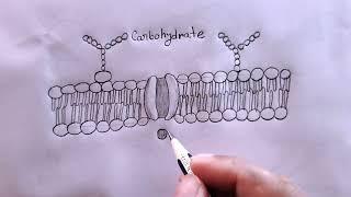 how to draw cell membrane/plasma membrane drawing