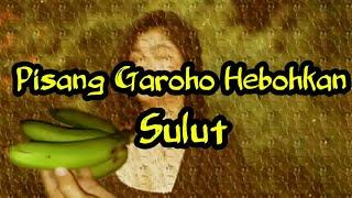 virall Pisang Garoho Manado! !!pisang garoho Hebohkan Masyarakat Sulut