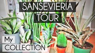 Sansevieria Tour | My Sansevieria Collection | Low Light Houseplants