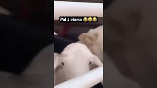 PALİT ELƏMƏ  #gulmeli #funny #приколы #prikol #prikols #shorts @BakuSmiles