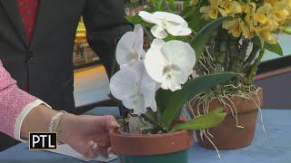 Getting original with orchids alongside the Orchid Society of Western Pennsylvania