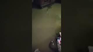 Gara gara banjir ikan pada masuk rumah