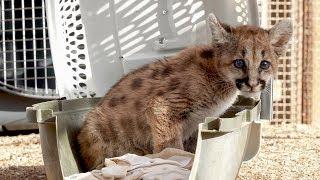 Rescued 8-Week-Old Orphaned Mountain Lion Cub