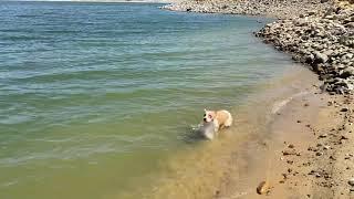 Bella goes for a swim!