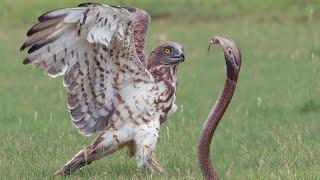 Even Cobras are afraid of this Bird! Snake Eater - Master snake hunter!