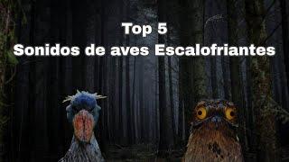 Top 5 Sonido de aves Más escalofriante ️