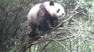 Panda falling out of tree