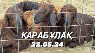 Қарабұлақ мал базары. 22.05.24. Қой. Қозы. Қошқар