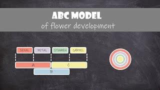 ABC Model of Flower Development | Plant Biology