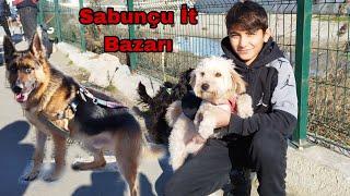 Sabunçu İT Bazarı İtlerin Satışı