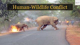 HUMAN-WILDLIFE CONFLICT: CURRENT AFFAIRS REVIEW: ENVIRONMENT